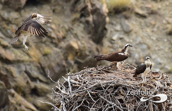 nesting ospreys (2)