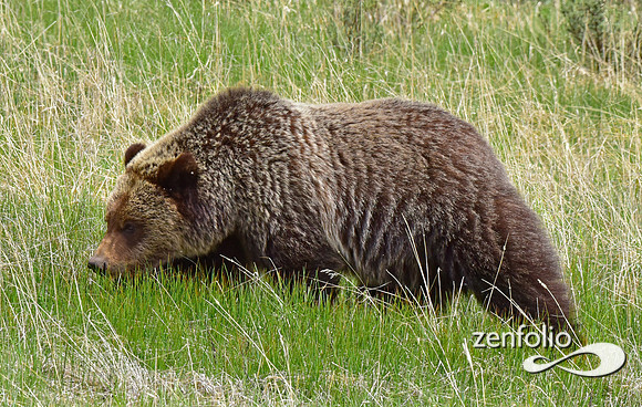 grizzly (2)