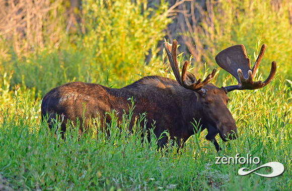 handsome bull moose (1)