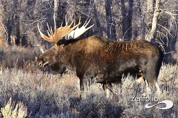 bull moose (96)