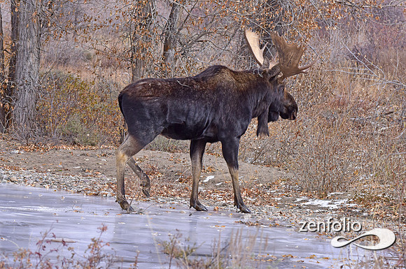 bull moose (161)