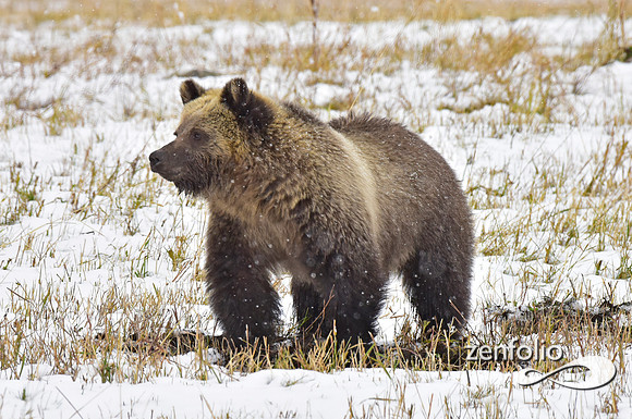 young grizzly bear (1)