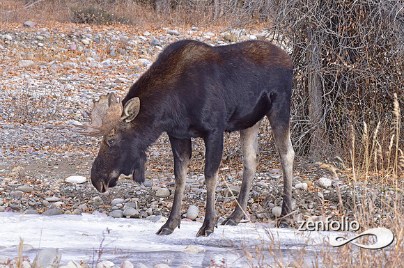 bull moose (130)