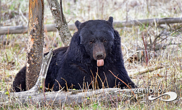_TED4563