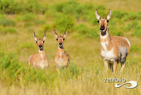 antelope (6)