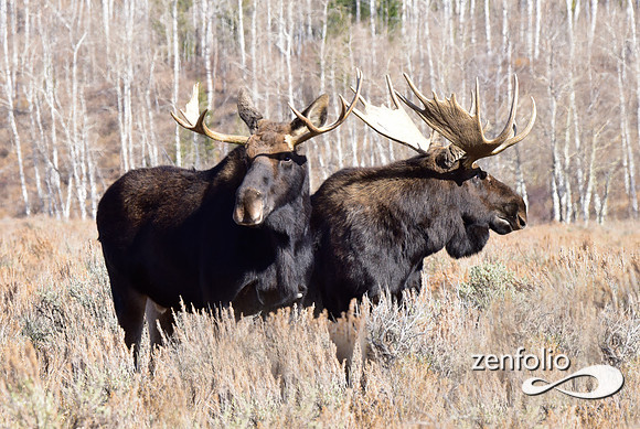 bull moose (10)