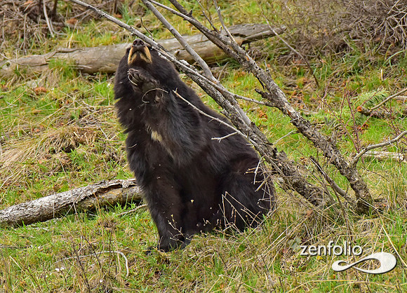 black bears (29)