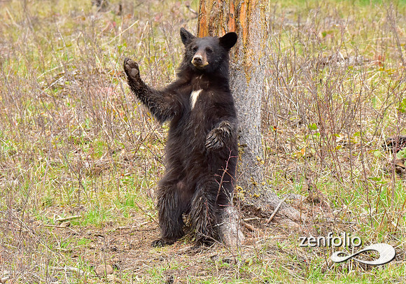 black bears (16)