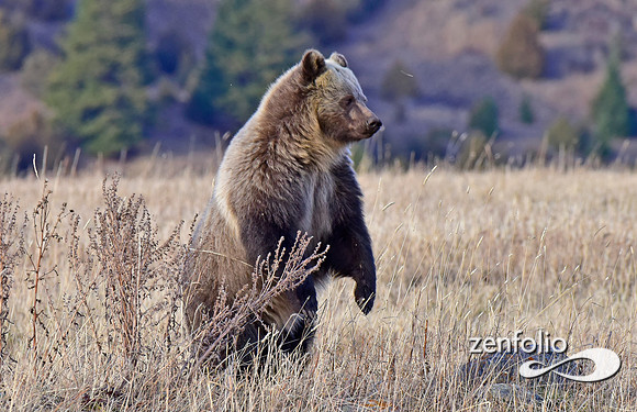 grizzly (12)