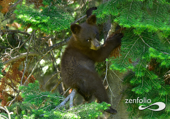 black bear cub