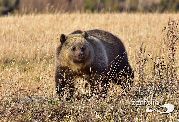 grizzly (2)