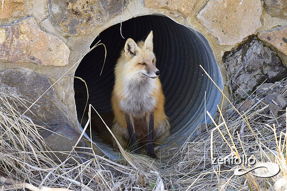 red fox