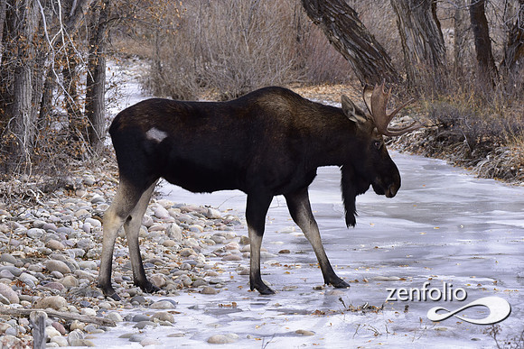 bull moose (169)