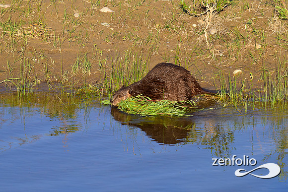 beavers (82)
