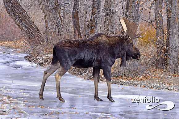 bull moose (149)