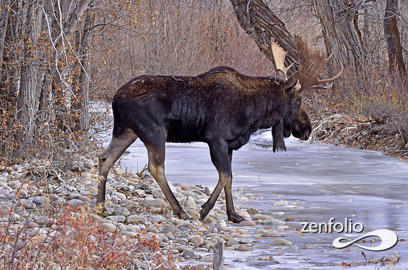 bull moose (132)