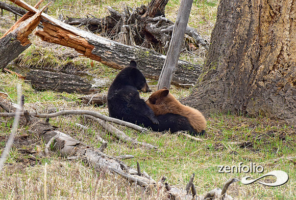 bear feeding time