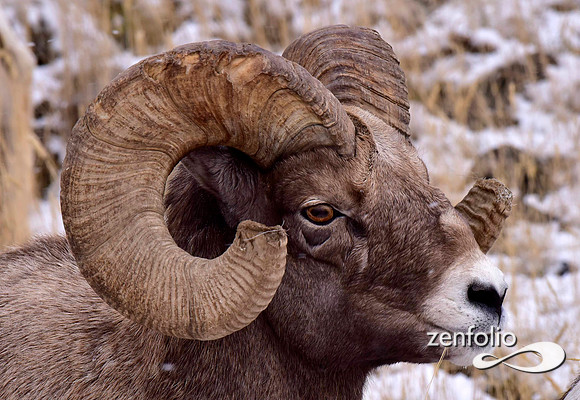 bighorn rams (14)