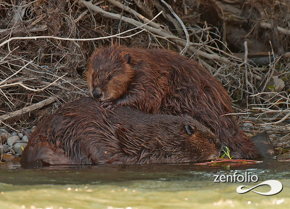 beavers (10)