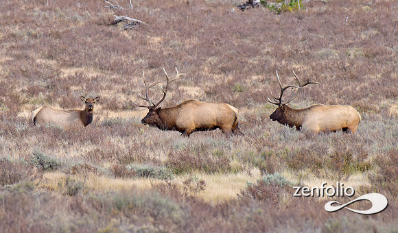 dueling bulls (3)