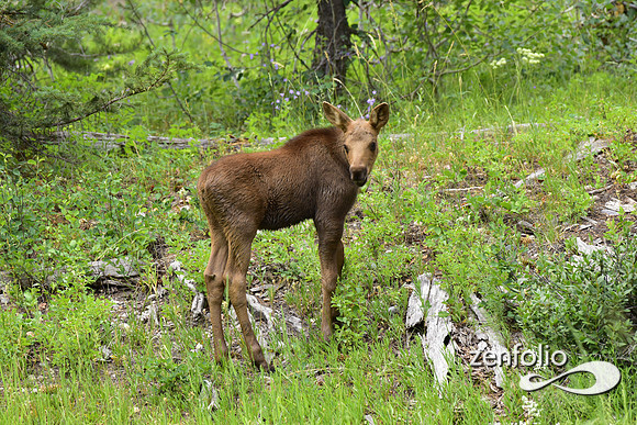moose and calf feeding (7)
