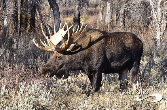 bull moose (86)