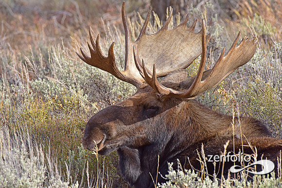 bull moose (7)
