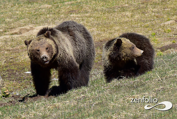grizzly with yearling cub (23)
