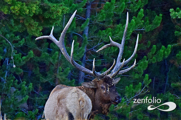 monster bull elk (35)