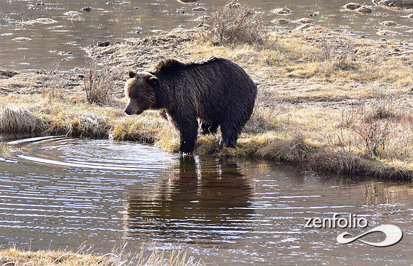 blacktail grizzly,spring 2017 (181)