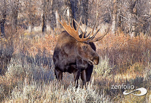 bull moose (77)