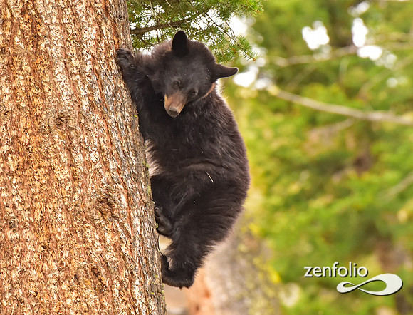black bears (38)