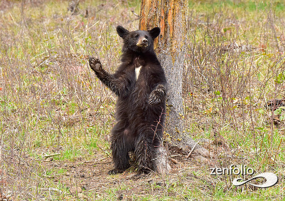 black bears (17)