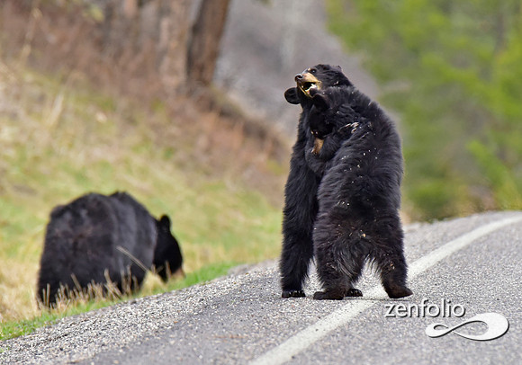 _TED4953