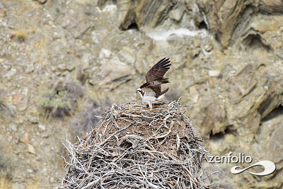 ospreys nesting (14)