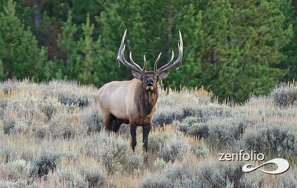monster bull elk (15)