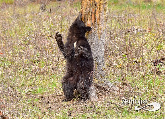 black bears (21)