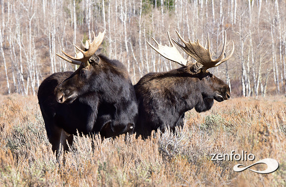 bull moose (11)