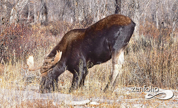 bull moose (40)