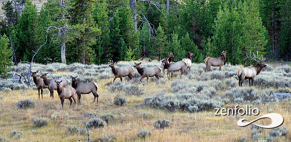 monster bull elk (2)