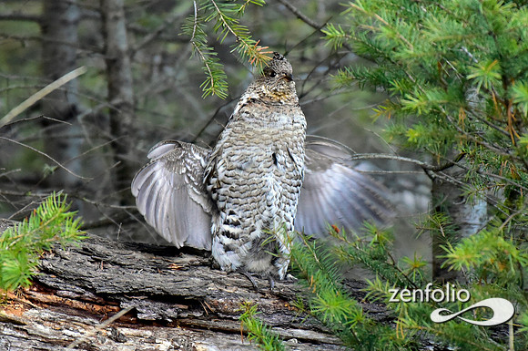 ruffed grouse (10)