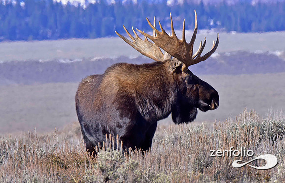 bull moose (1)
