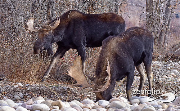 bull moose (128)