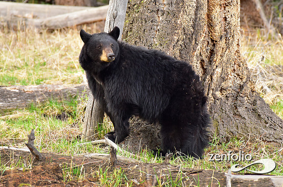 calcite spring black bears (119)