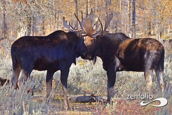 bull moose (4)
