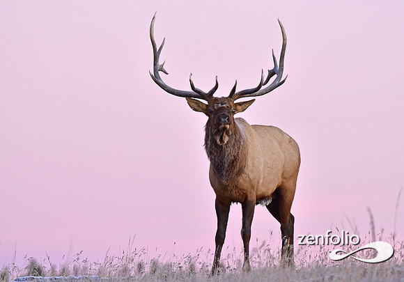 monster bull elk (47)
