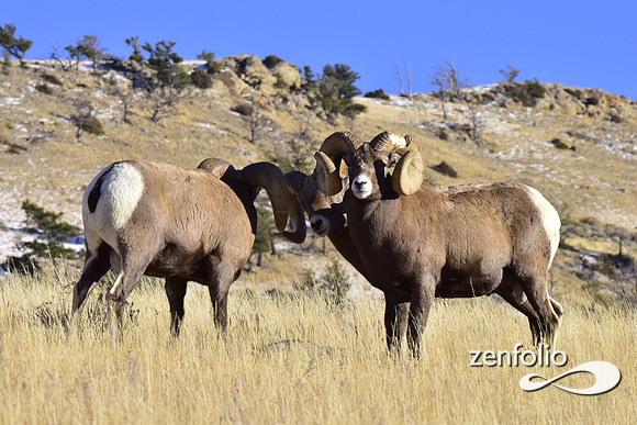 bighorn rams (5)