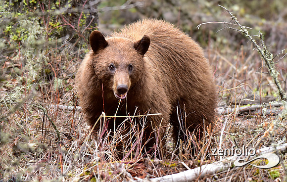 cinnamon bear (7)