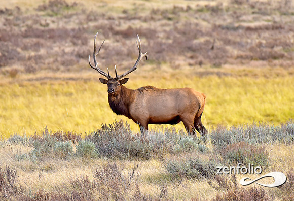 big bull elk (21)
