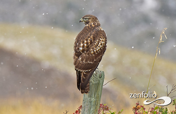 red tail hawk  (1)